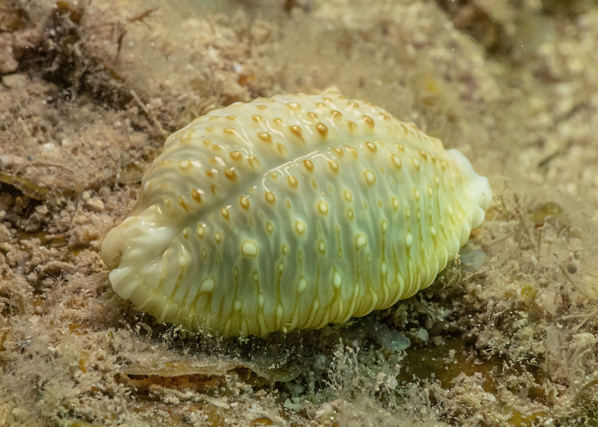 Image of Kernel cowry