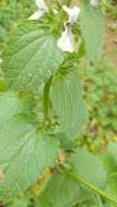 Слика од Stachys ocymastrum (L.) Briq.