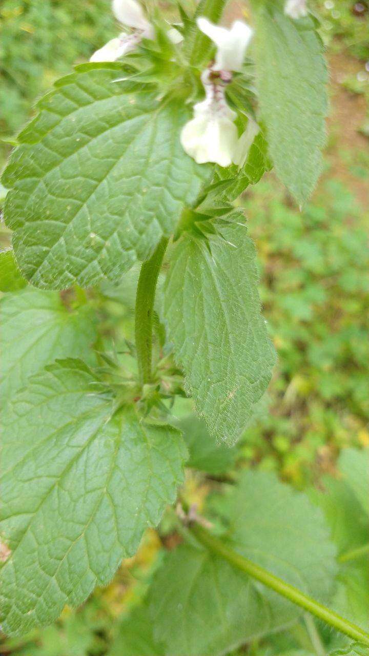 Слика од Stachys ocymastrum (L.) Briq.