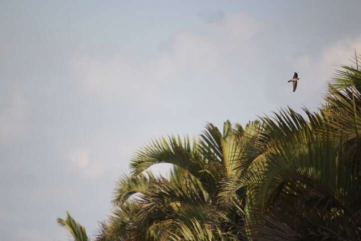 Image of White-rumped Swiftlet