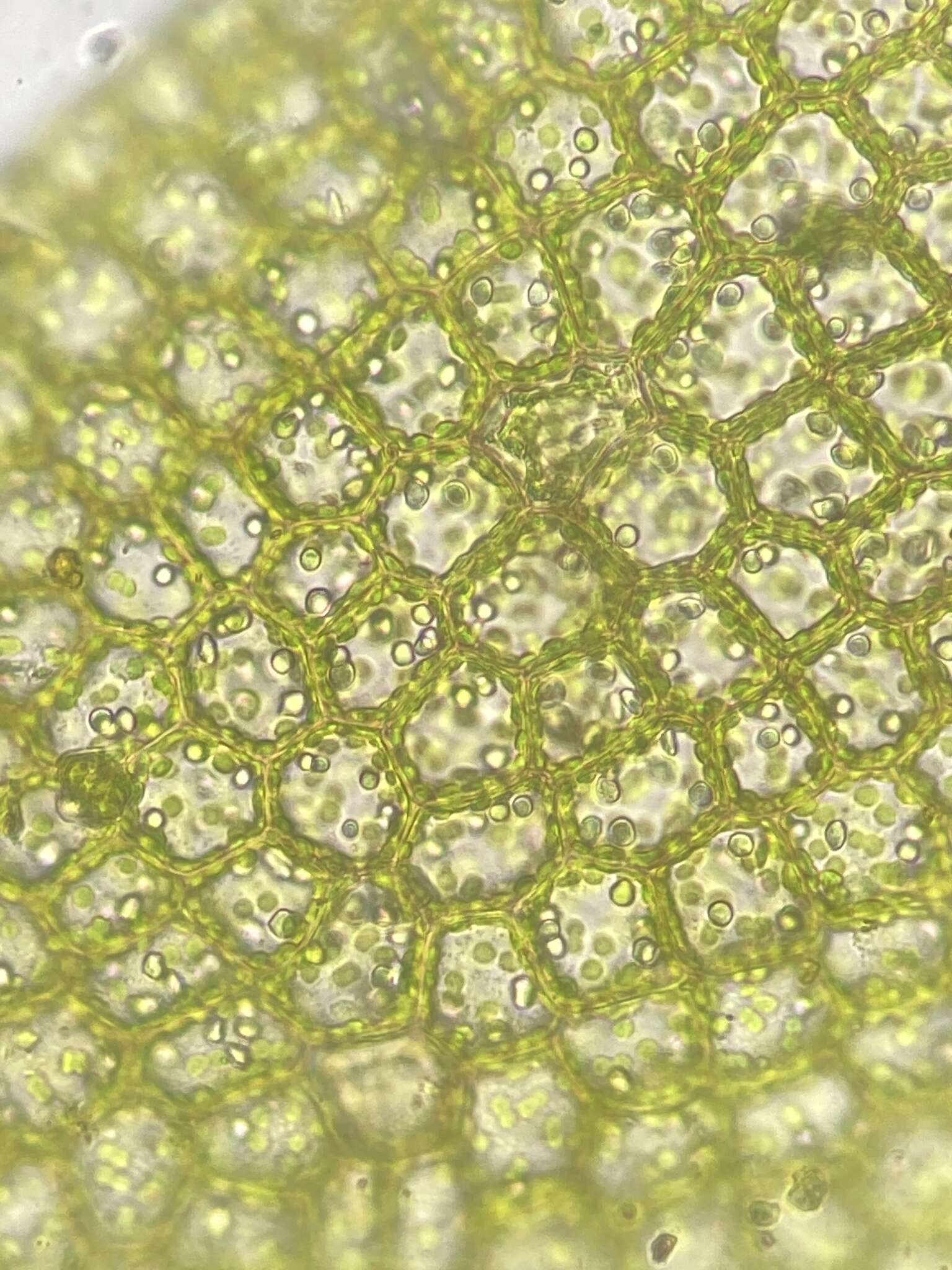 Odontoschisma fluitans (Nees) L. Söderstr. & Vána的圖片