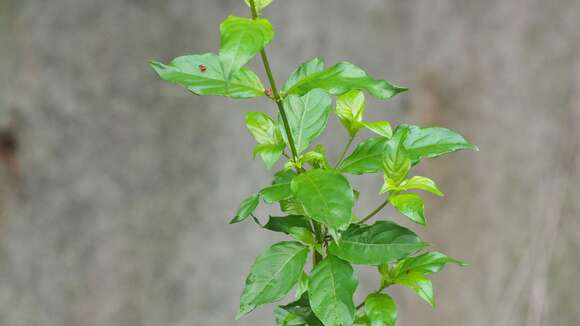 Image of Mussaenda pubescens Dryand.