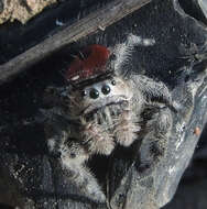 Image of Phidippus zethus Edwards 2004