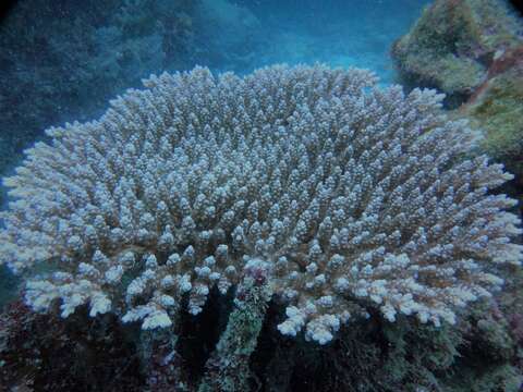 Image of Staghorn coral