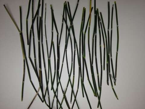 Image of Equisetum hyemale subsp. hyemale