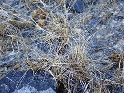 Image of poverty dropseed