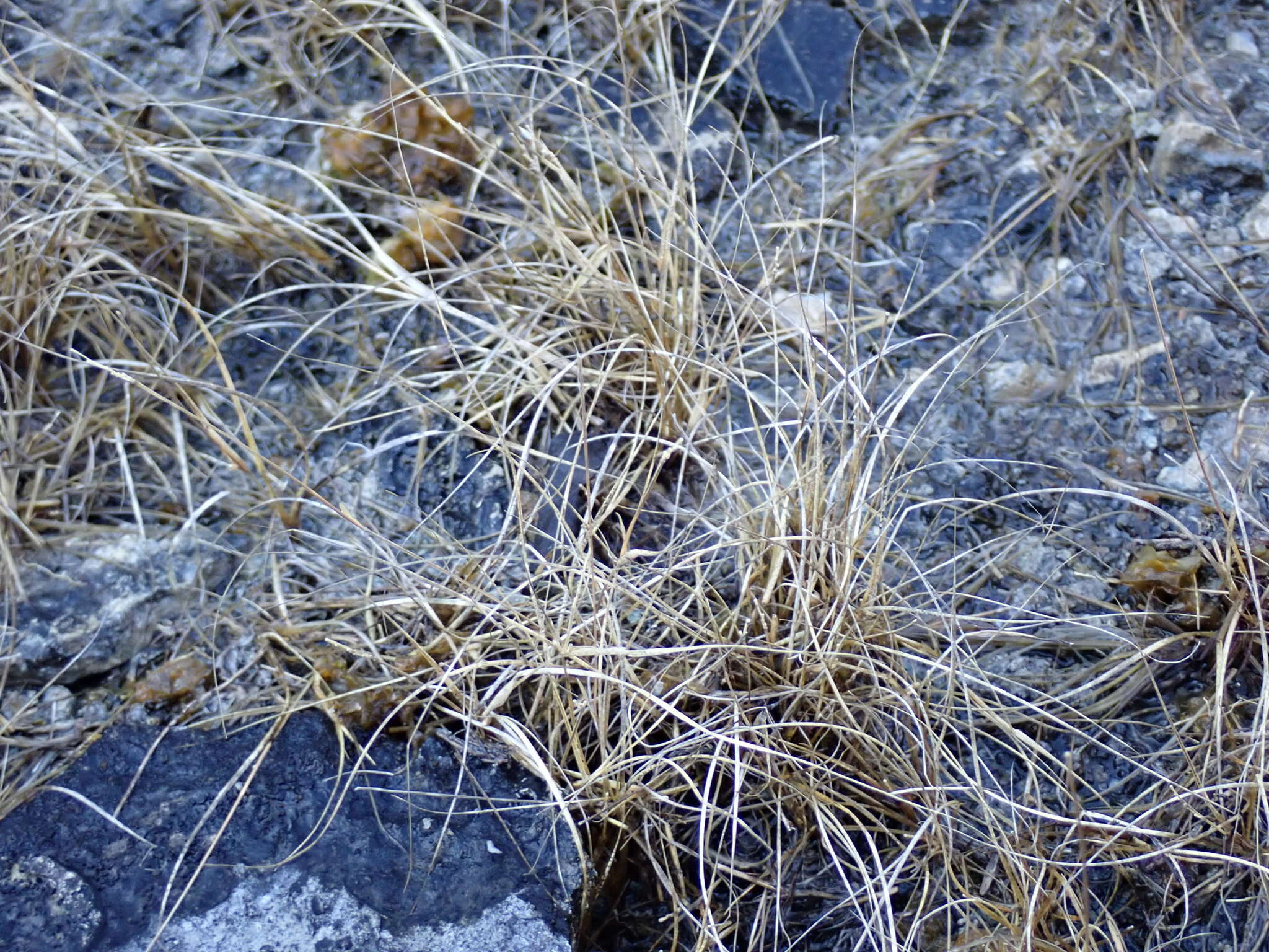 Image of poverty dropseed