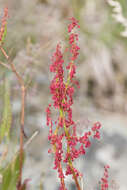 Rumex arcticus Trautv.的圖片