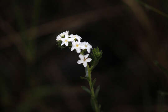 Image of Pineland Heliotrope