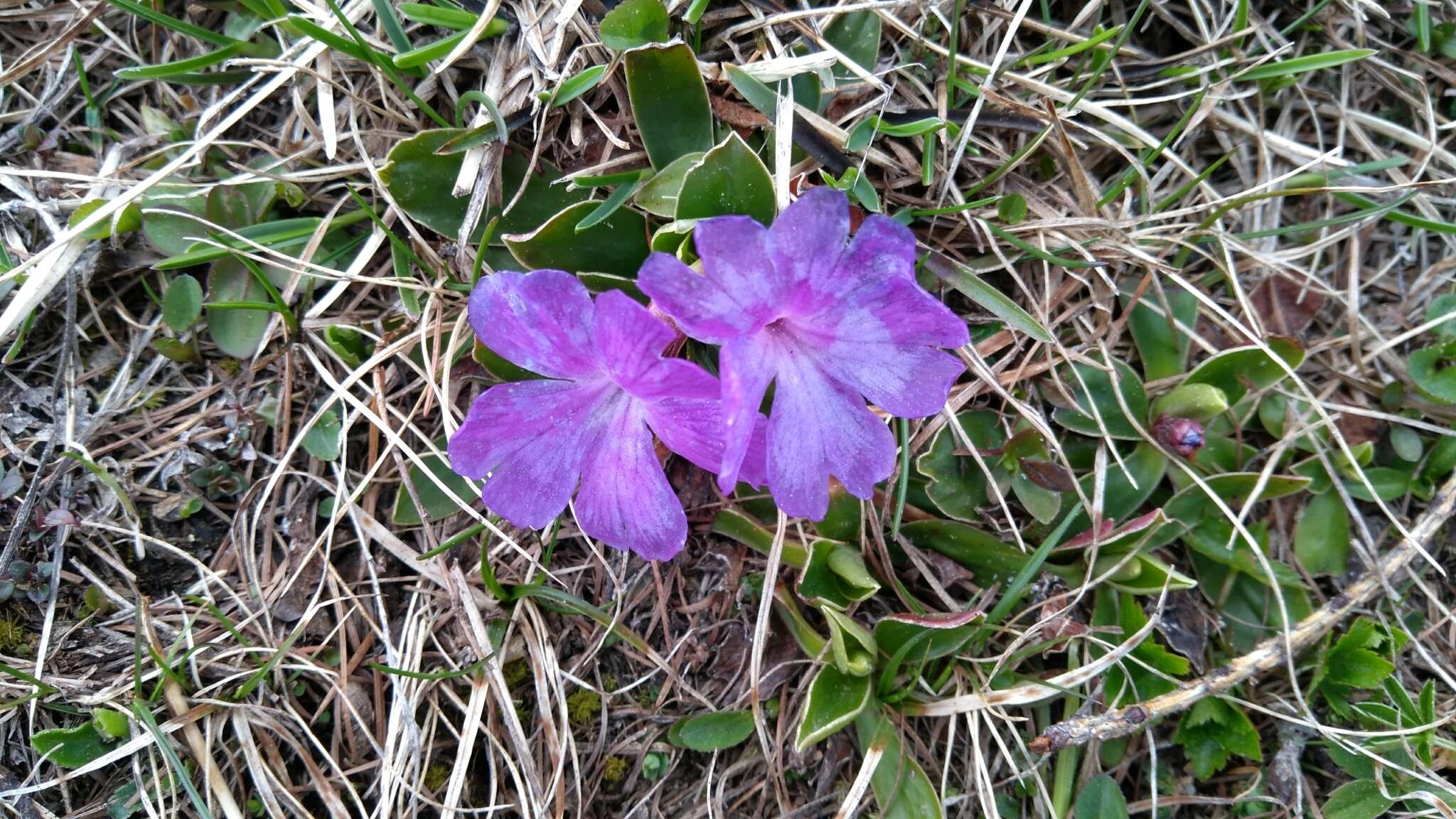 Image of Primula wulfeniana Schott