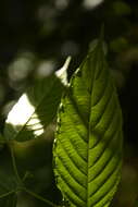 Image of umbrella-tree