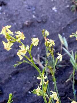 Image of Glandularia flava (Gillies & Hook.) Schnack & Covas