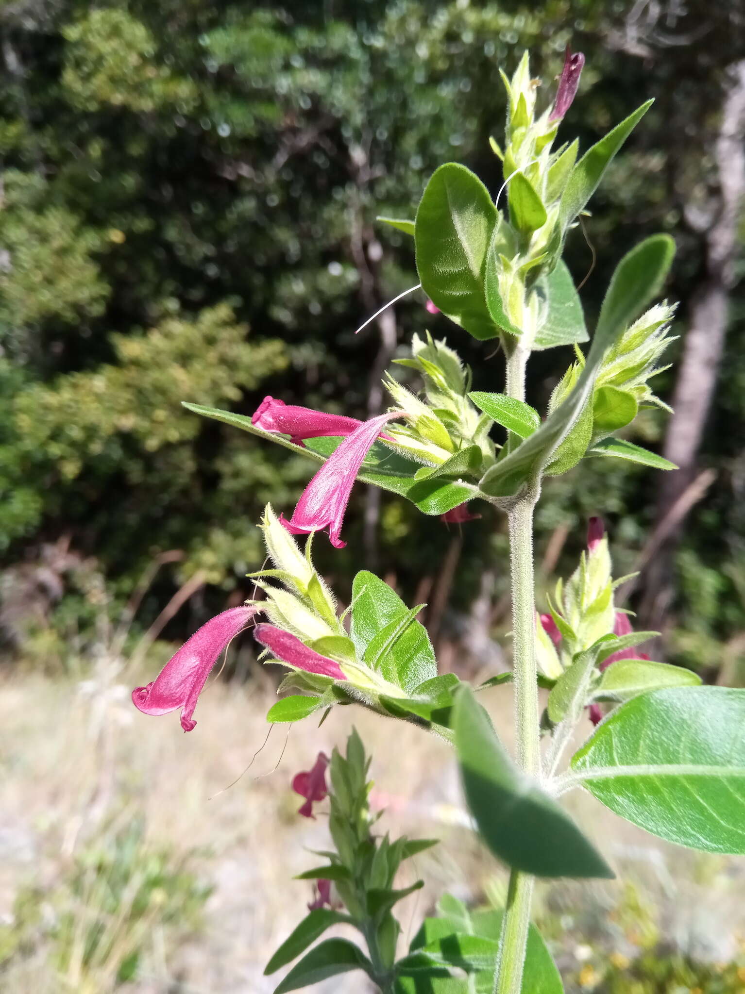 Слика од Hypoestes isalensis Benoist