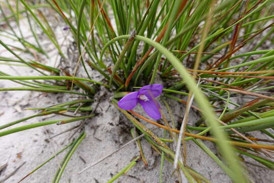 Image of Patersonia fragilis (Labill.) Asch. & Graebn.