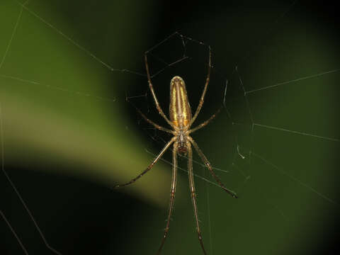 Image de Tetragnatha extensa (Linnaeus 1758)