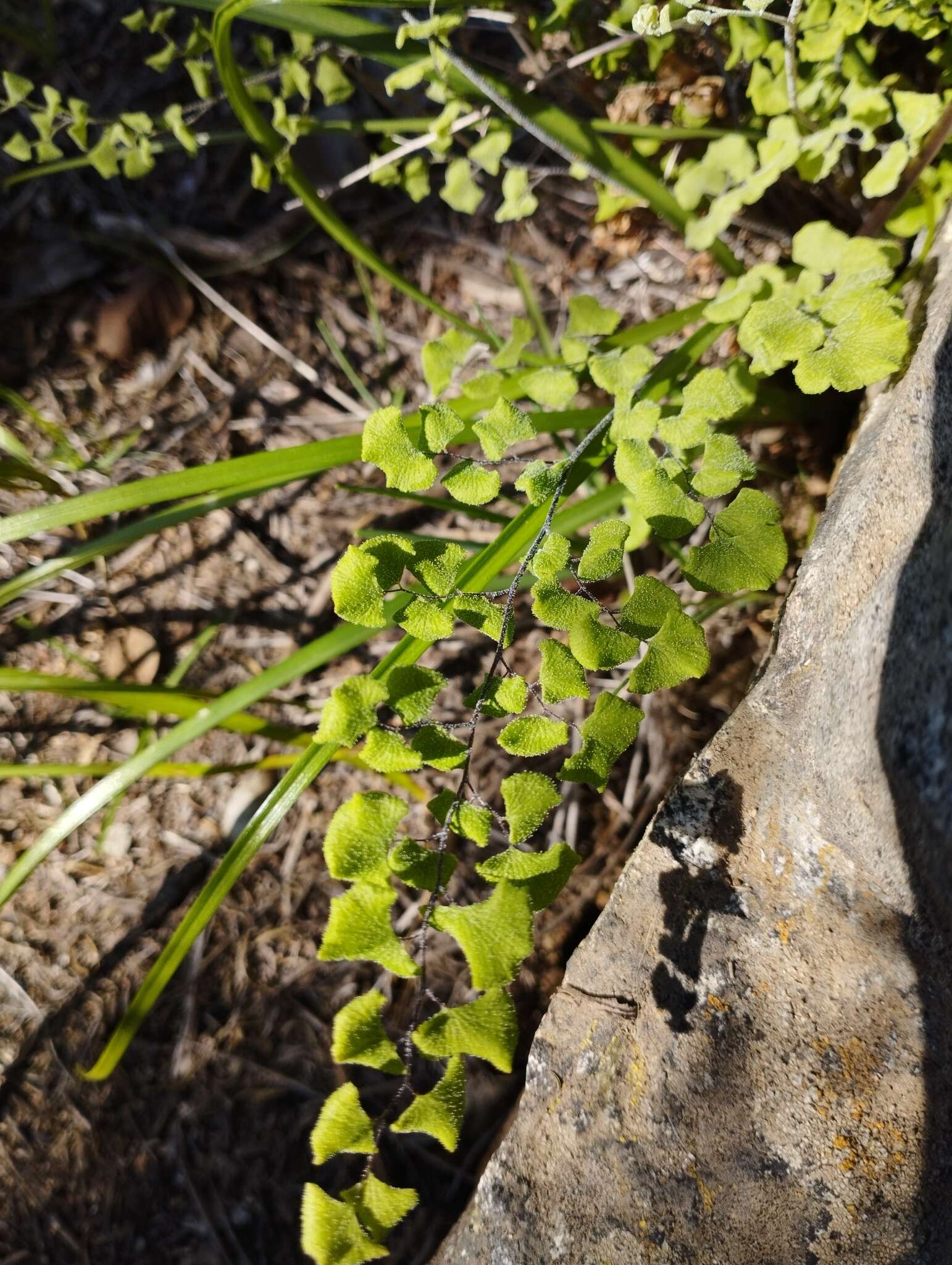 Image of Adiantum chilense var. scabrum (Kaulf.) Hicken