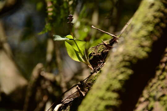 Imagem de Drimiopsis atropurpurea N. E. Br.