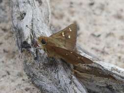 Image of Hesperilla trimaculata Tepper 1882