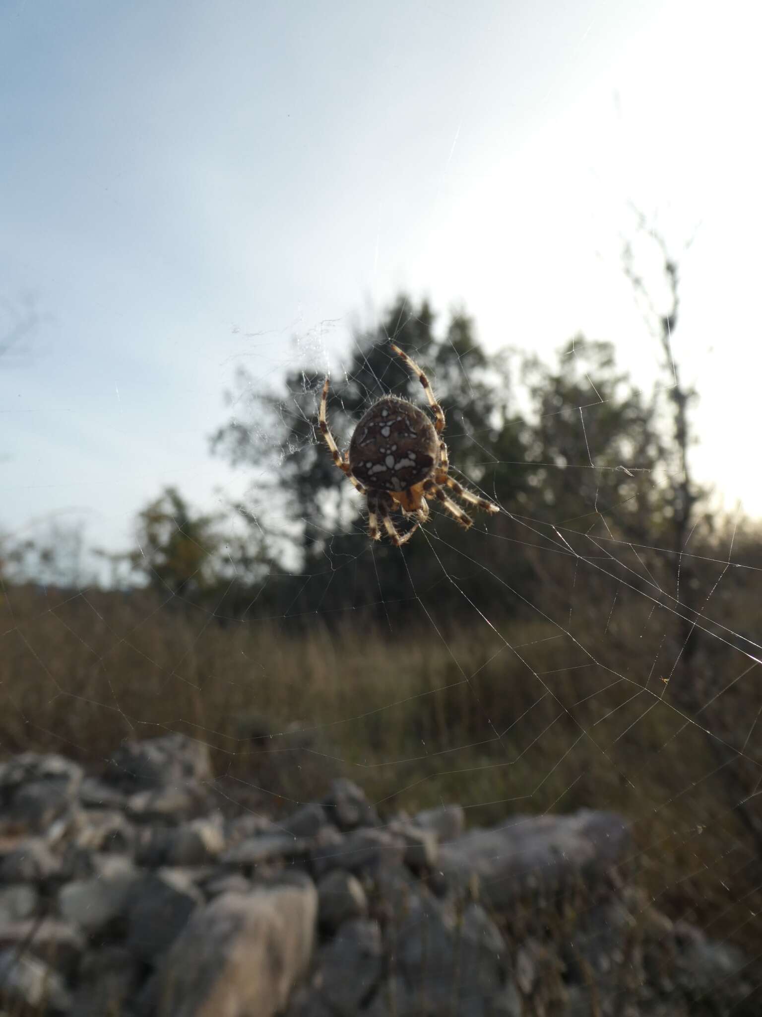 Image of Araneus pallidus (Olivier 1789)