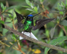 Image of White-tailed Starfrontlet