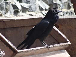 Image of Northern Raven