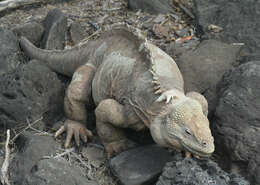 Image de Iguane terrestre de l'île Santa Fe