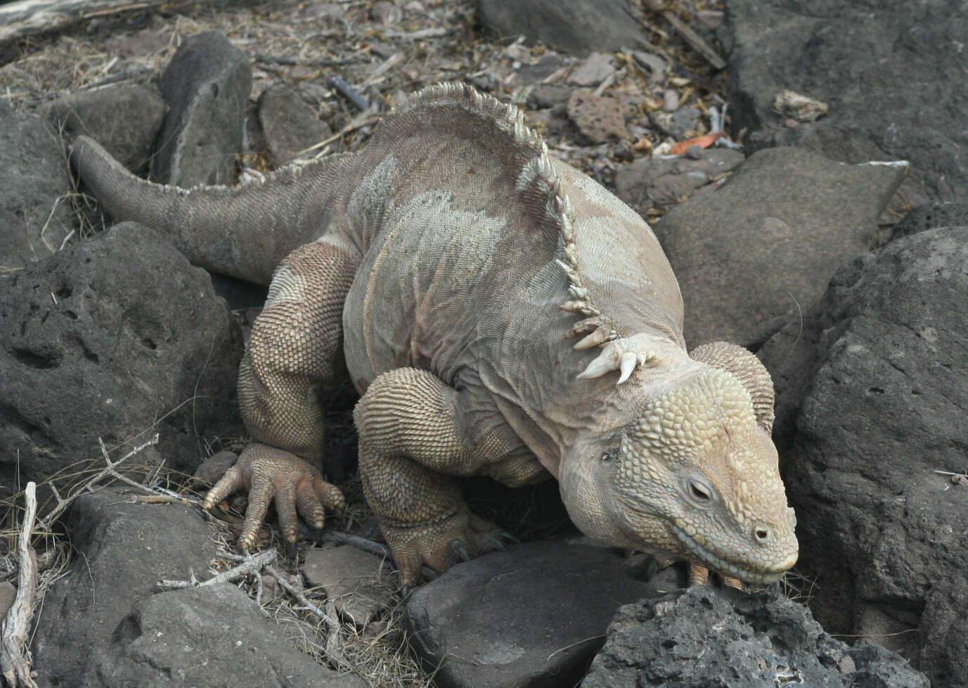 Image of Santa Fe Land Iguana