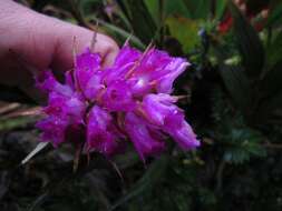 Image of Elleanthus maculatus (Lindl.) Rchb. fil.