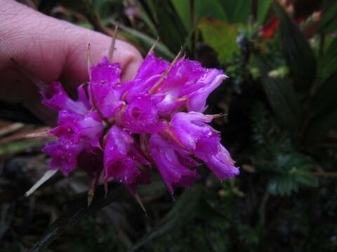 Imagem de Elleanthus maculatus (Lindl.) Rchb. fil.