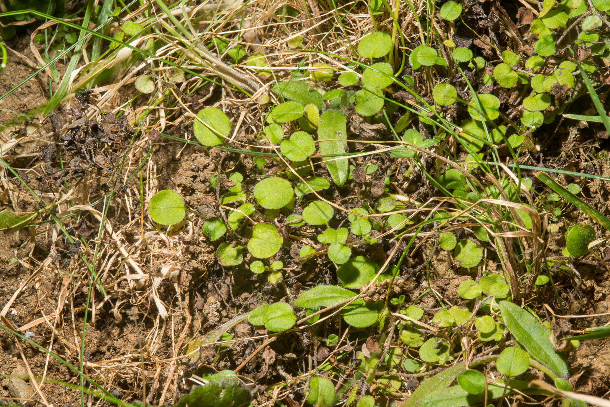 Imagem de Myosotis spathulata Forst. fil.