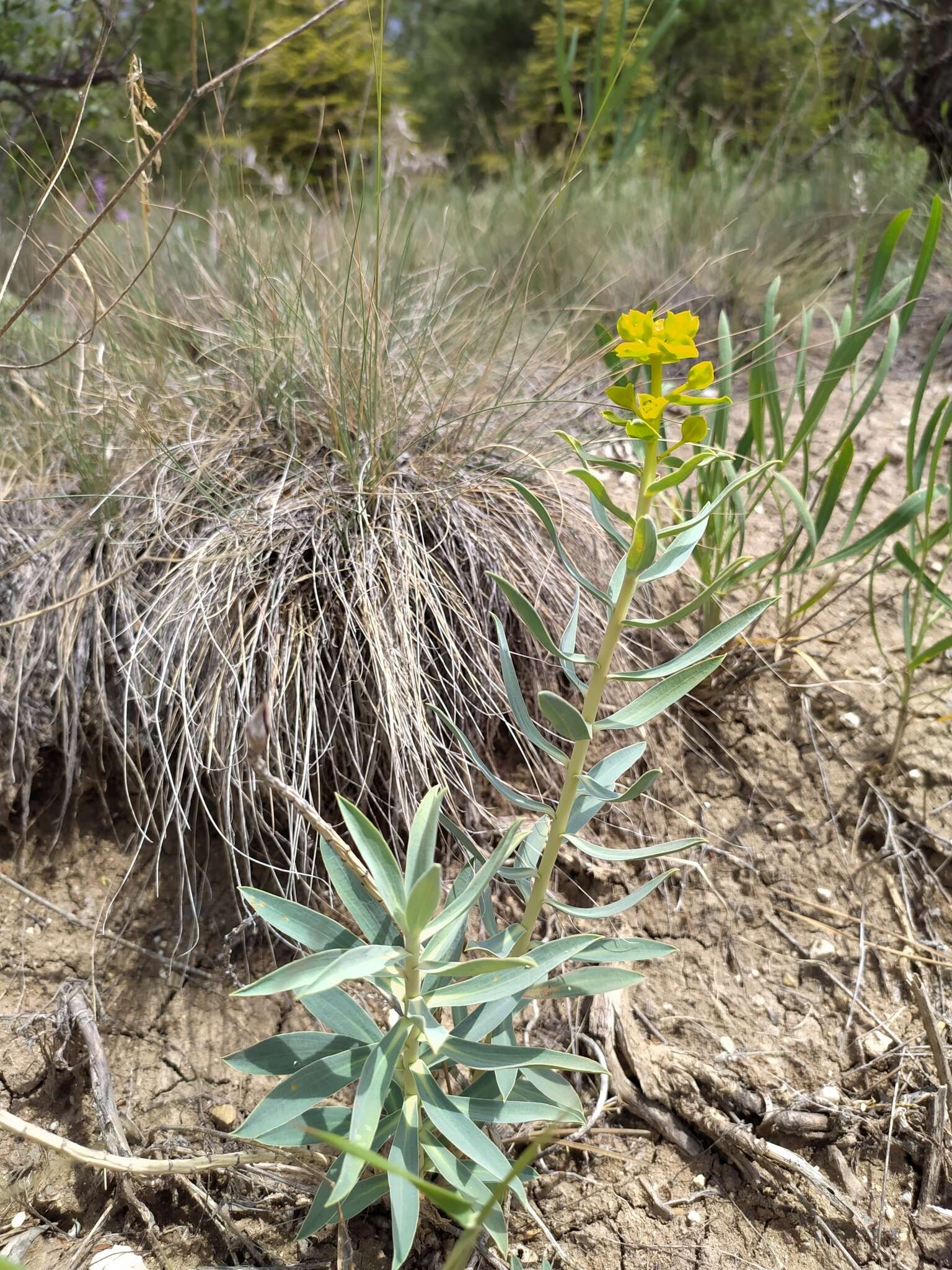 Sivun Euphorbia macroclada Boiss. kuva