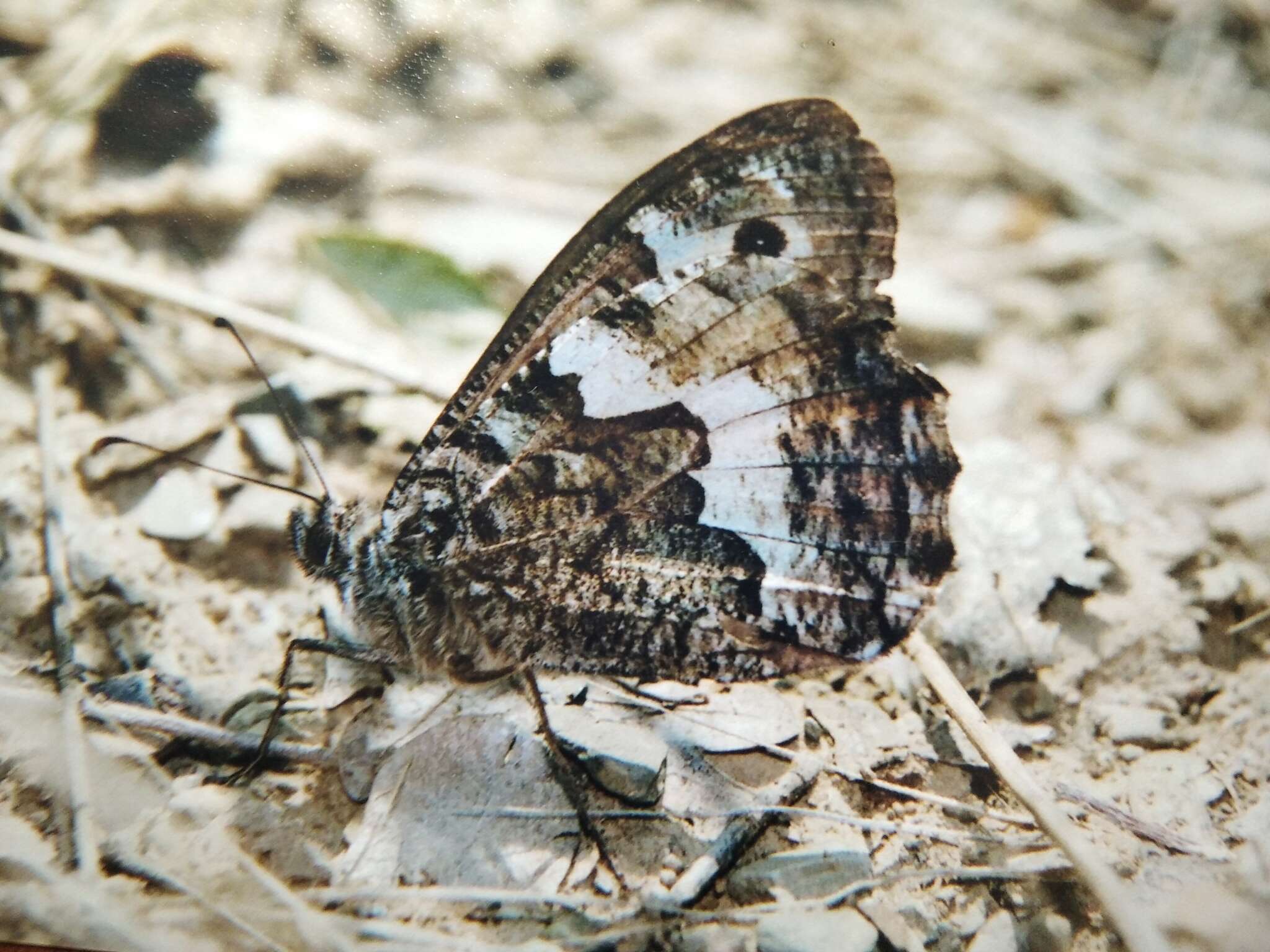 Слика од Hipparchia pellucida Stauder 1924