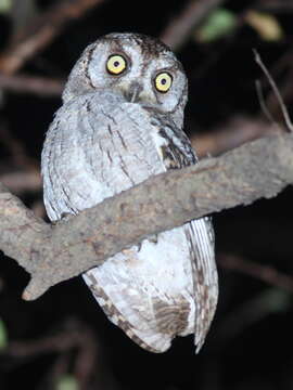 Image of Arabian Scops Owl