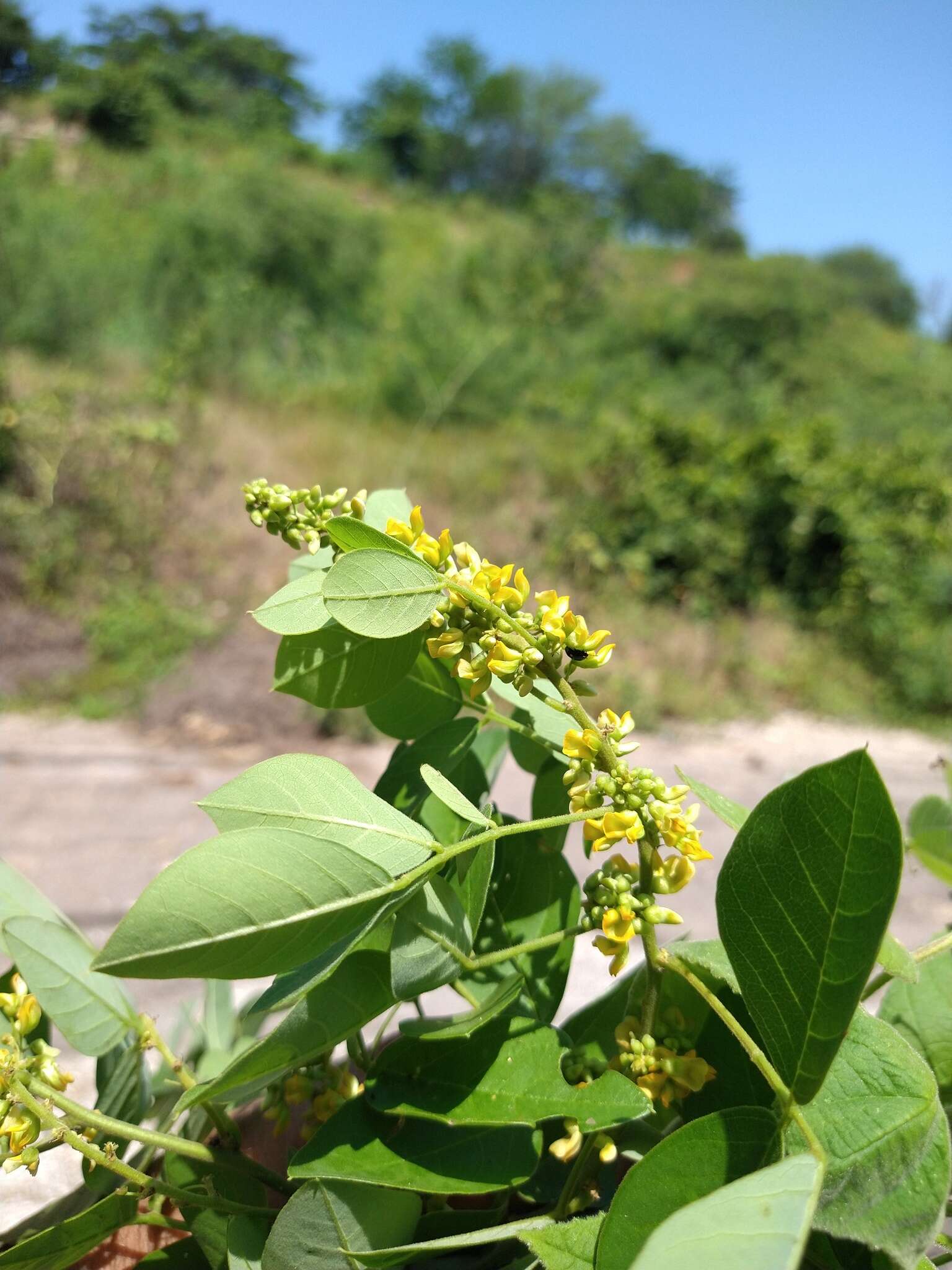 Image of Nissolia fruticosa Jacq.