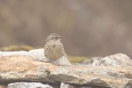 Image of Rosy Pipit