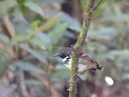 Image of Spotted Antbird