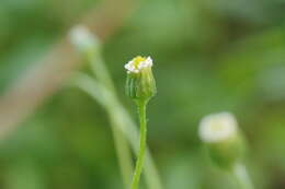 Слика од Erigeron bellioides DC.