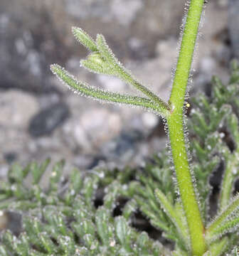 Image of desert pale gilia