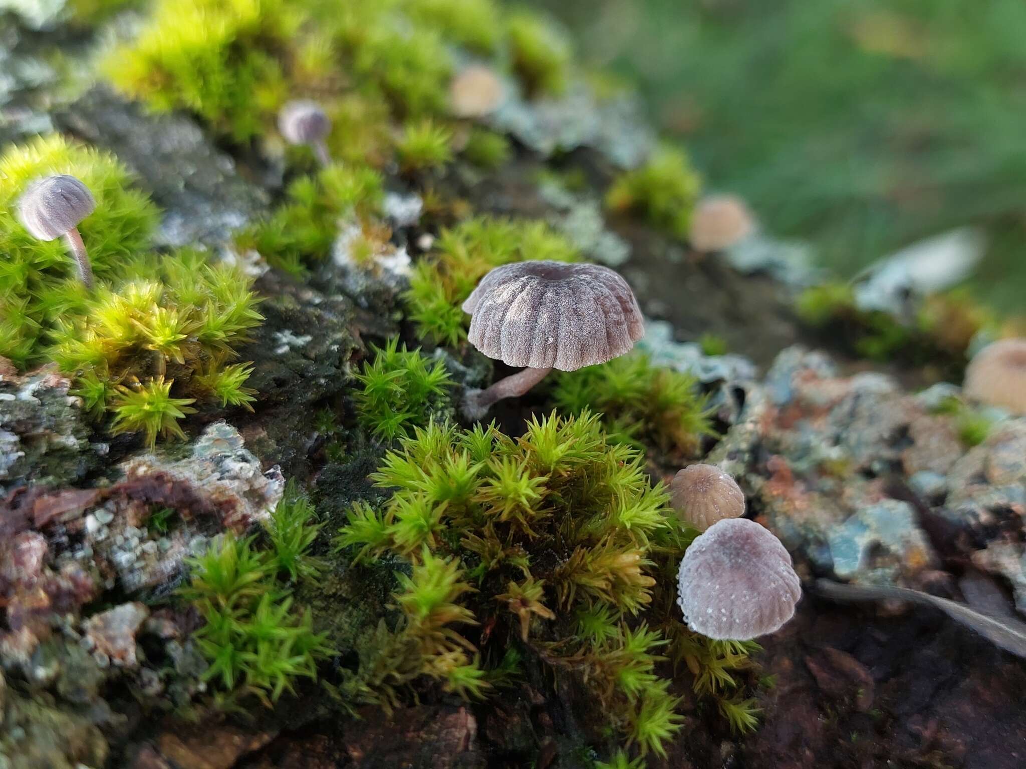 Image of Mycena pseudocorticola Kühner 1938