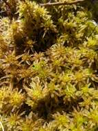 Image of golden bog-moss