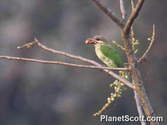 Psilopogon viridis (Boddaert 1783) resmi