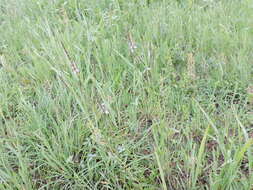 Image of Texas vervain