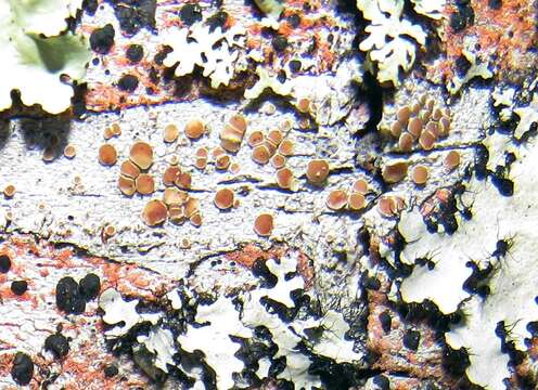 Image of Bumpy rim-lichen;   Rim lichen