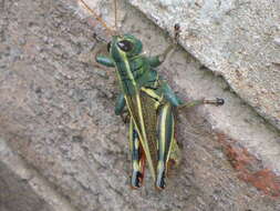 Image of Melanoplus thomasi Scudder & S. H. 1897