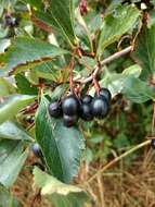 Image of black hawthorn