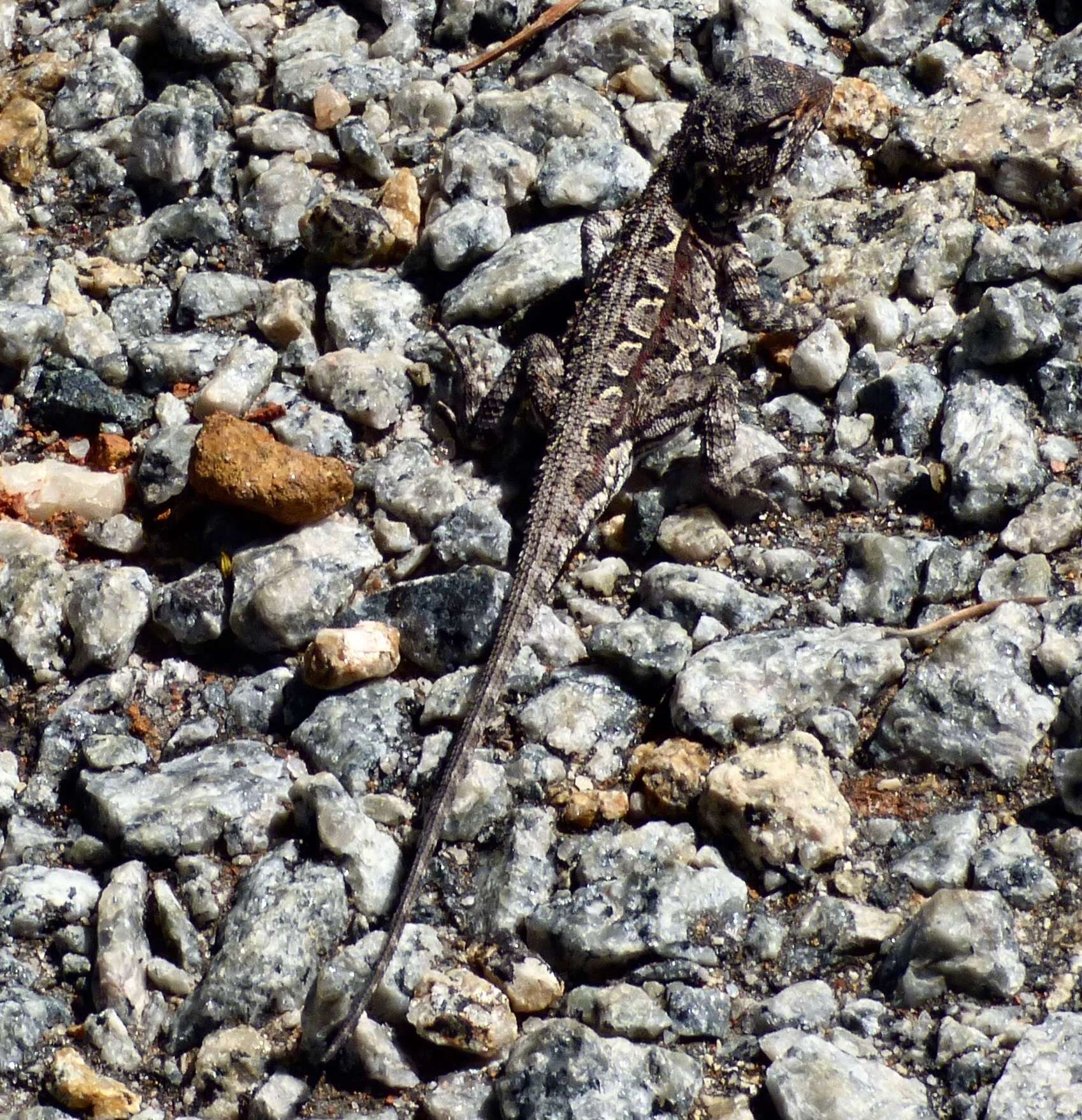 Слика од Ctenophorus adelaidensis (Gray 1841)