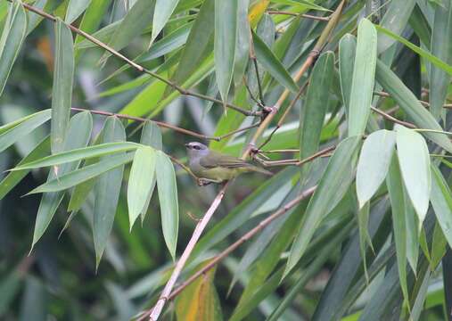 Image of Mees's White-eye