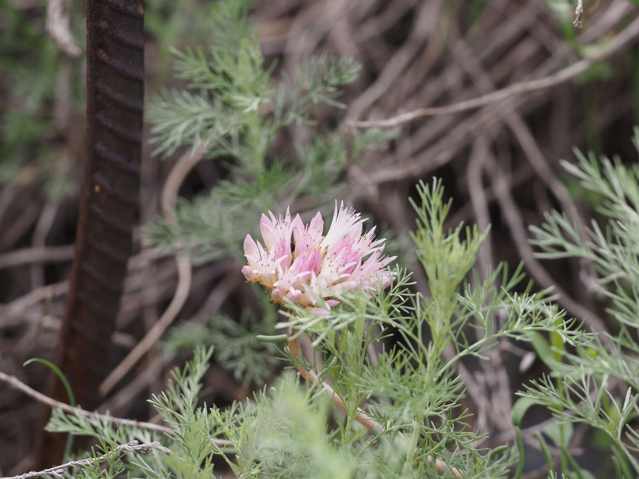 Image of Pseudosedum longidentatum Boriss.