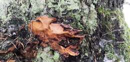 Image of Phellinus chrysoloma (Fr.) Donk 1971