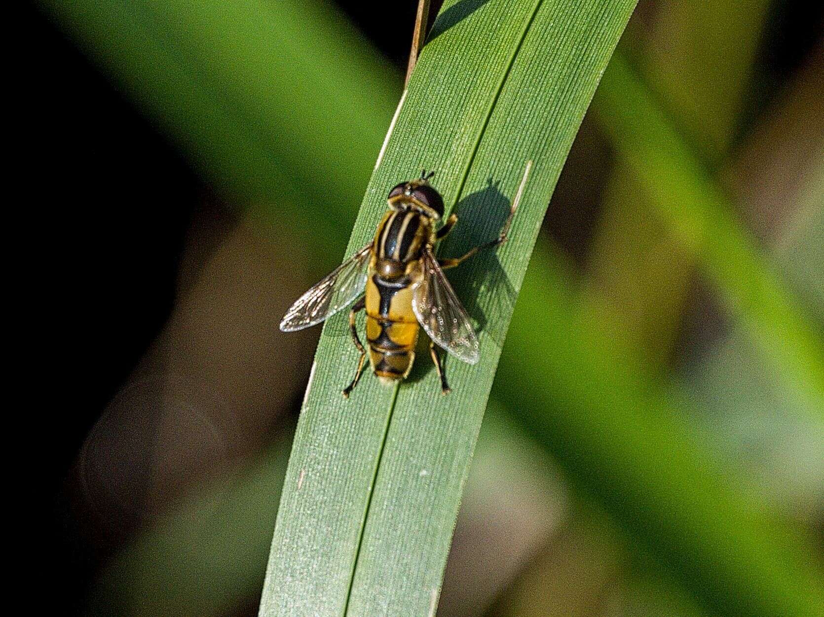 Image de Helophilus hybridus Loew 1846